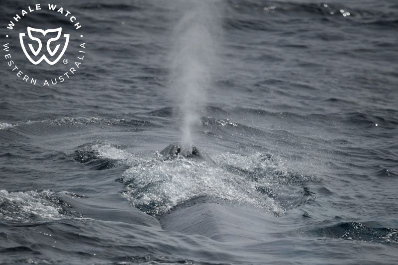 Whale Watch Western Australia
