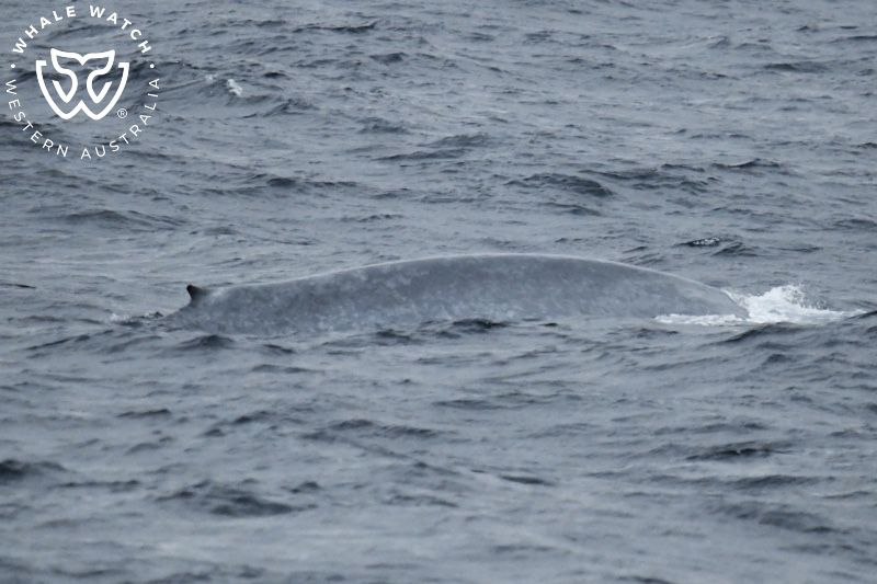 Whale Watch Western Australia