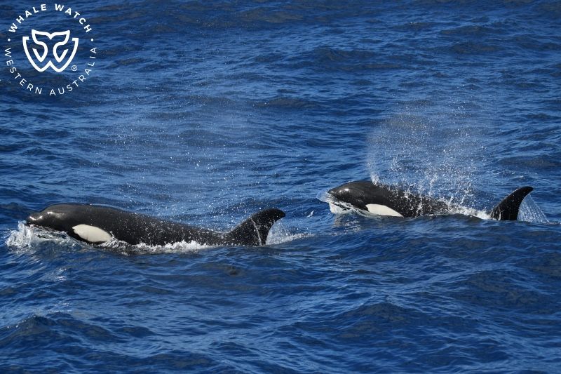 Whale Watch Western Australia