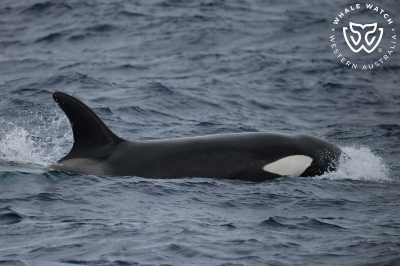 Whale Watch Western Australia