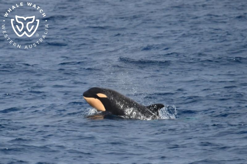 Whale Watch Western Australia