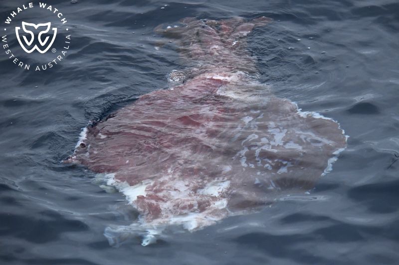 Whale Watch Western Australia