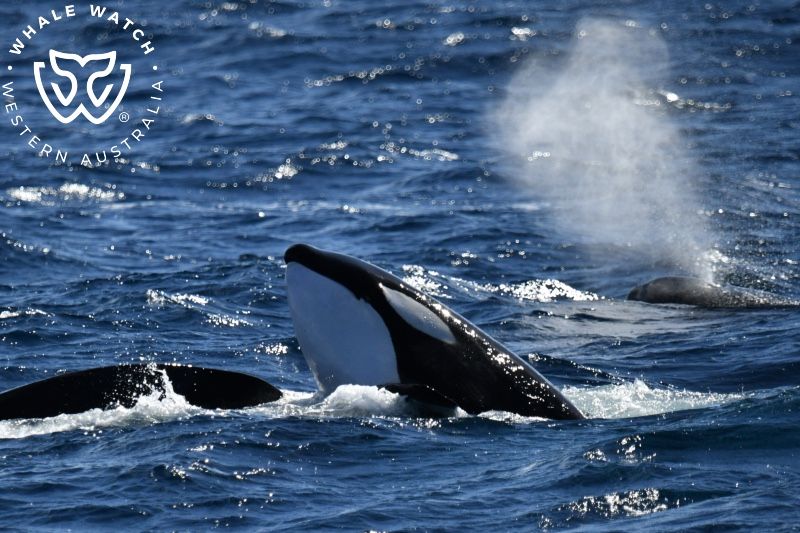 Whale Watch Western Australia