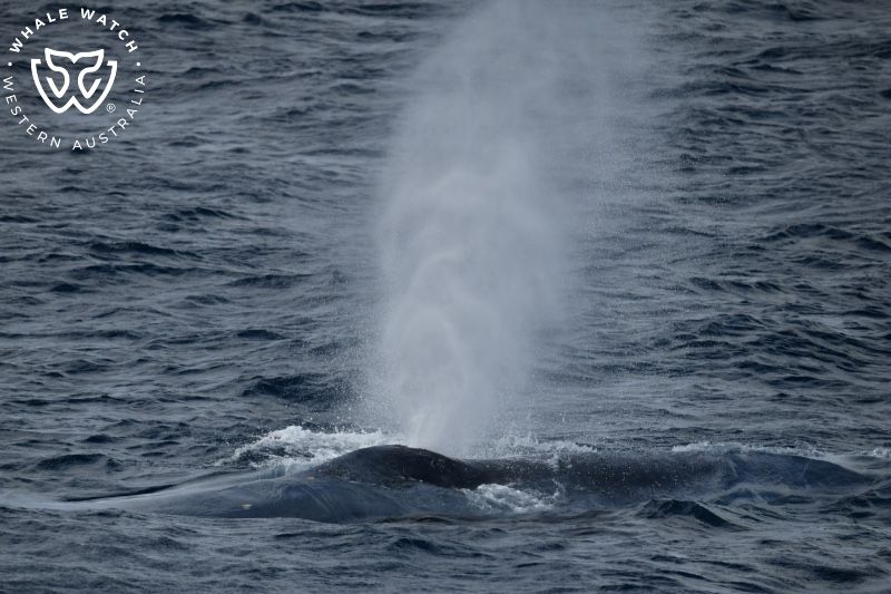 Whale Watch Western Australia