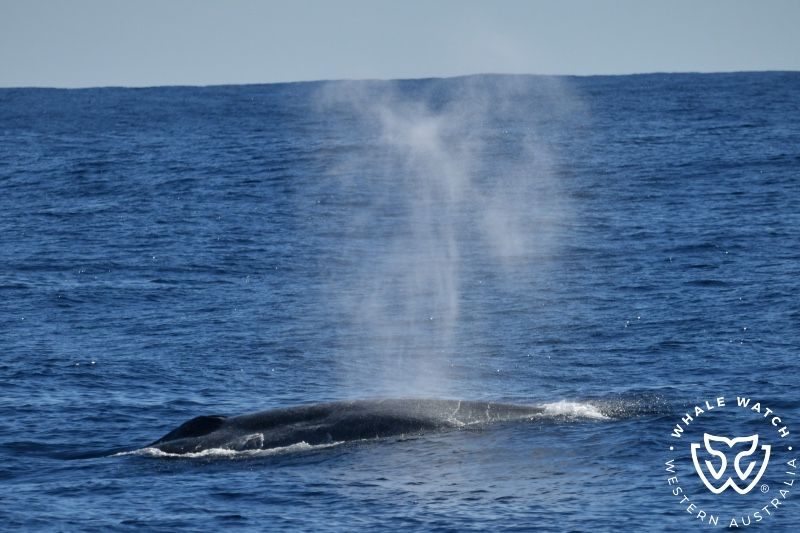 Whale Watch Western Australia