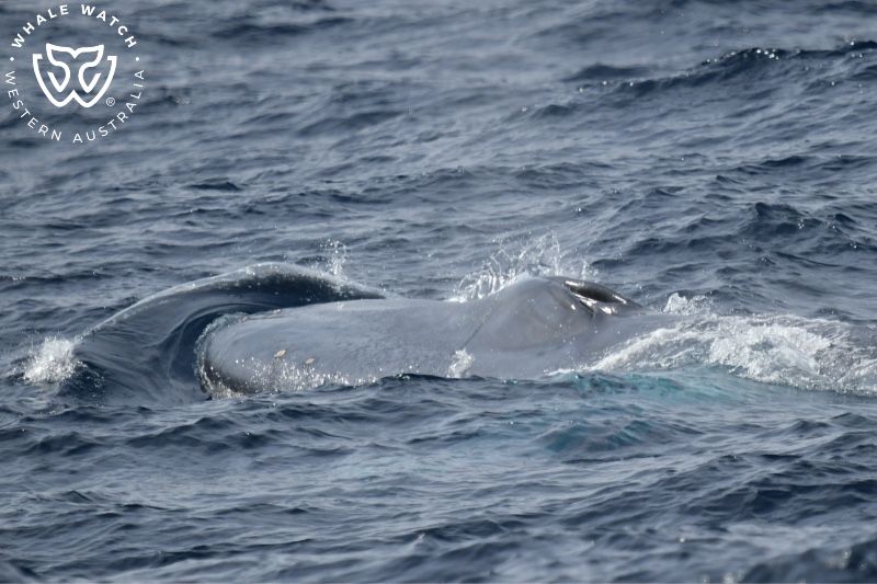 Whale Watch Western Australia