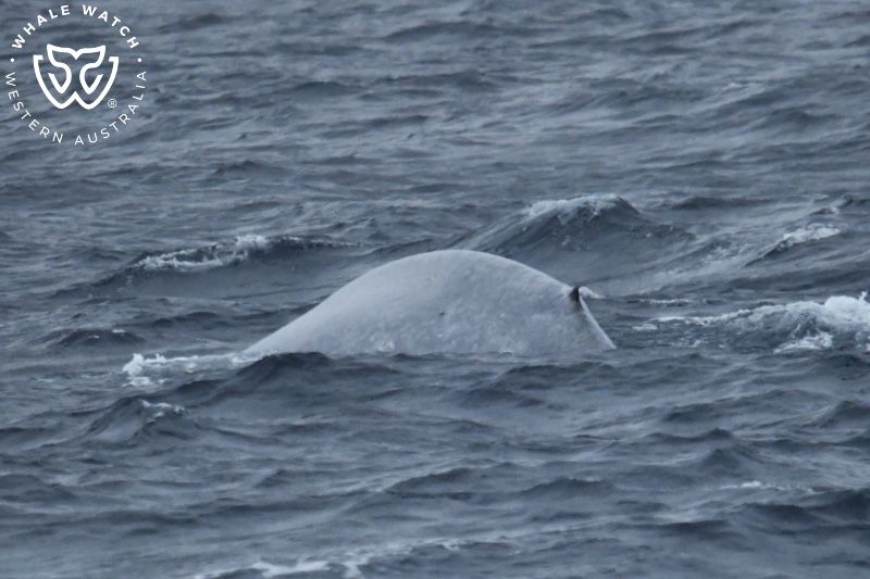 Whale Watch Western Australia