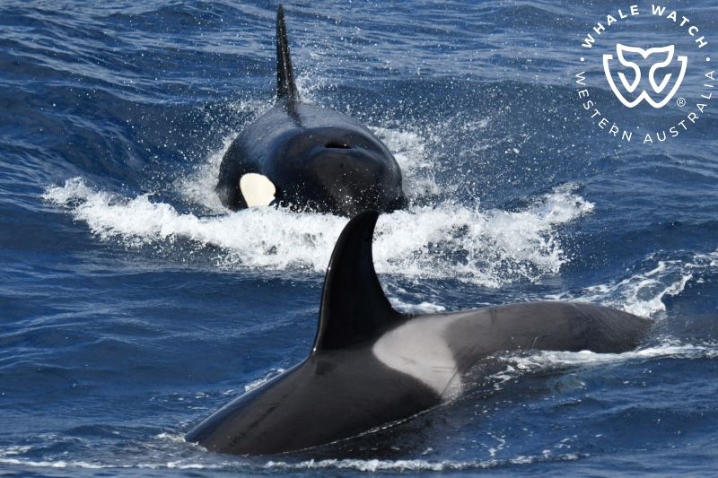 Whale Watch Western Australia