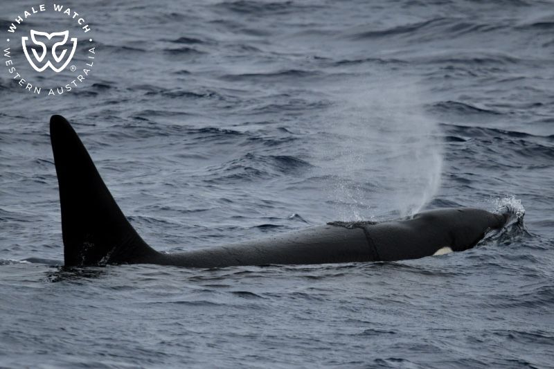 Whale Watch Western Australia