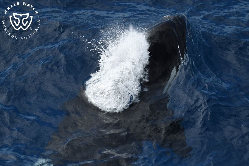 Whale Watch Western Australia