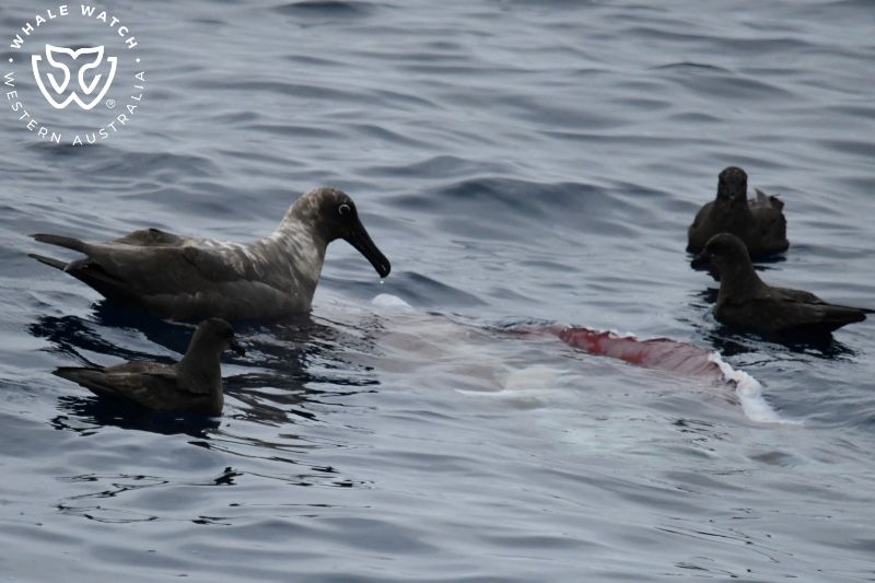 Whale Watch Western Australia