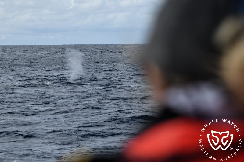 Whale Watch Western Australia