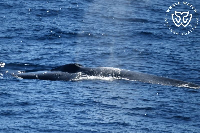 Whale Watch Western Australia