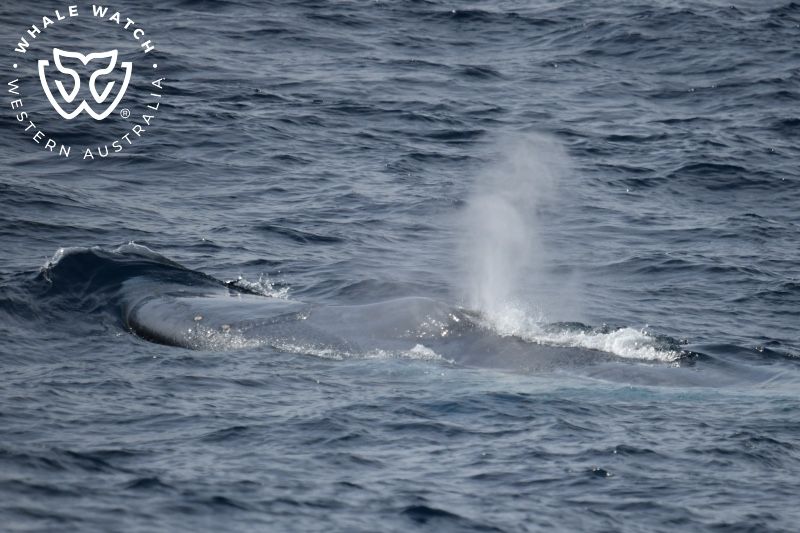 Whale Watch Western Australia