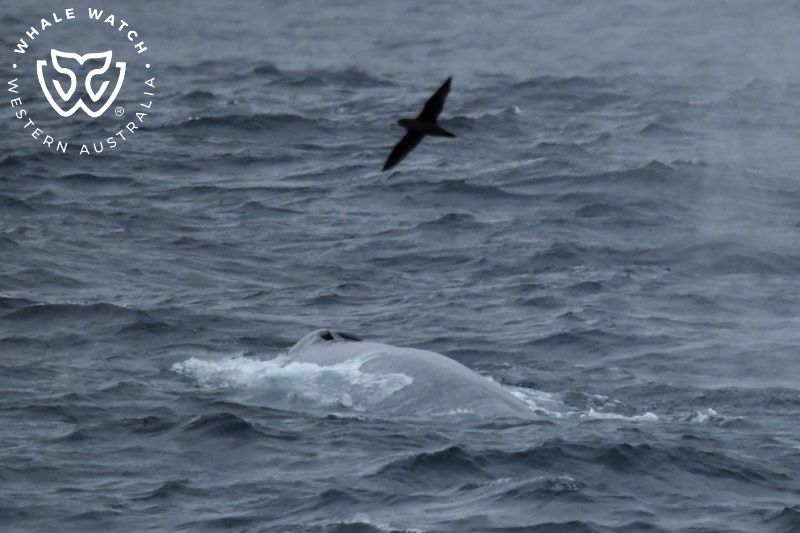 Whale Watch Western Australia