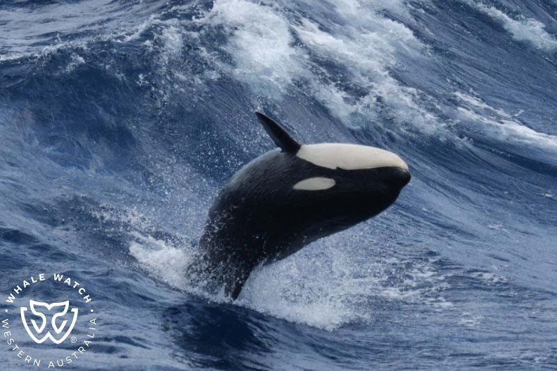 Whale Watch Western Australia