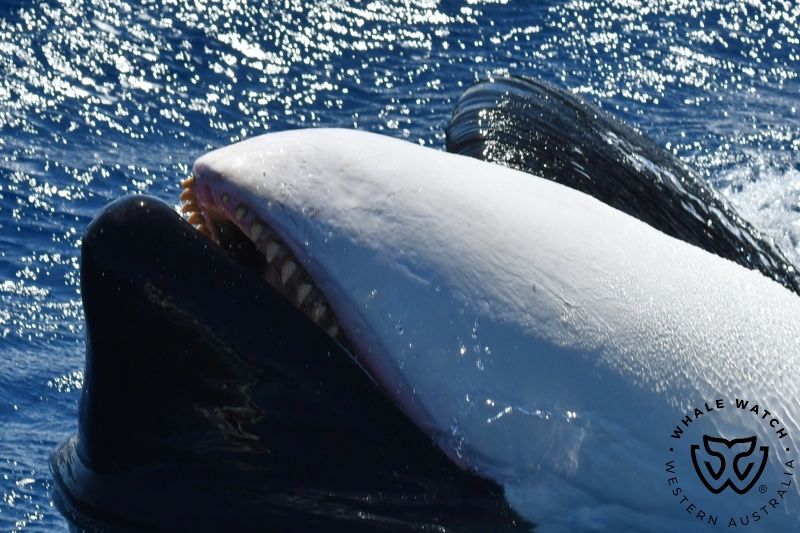 Whale Watch Western Australia