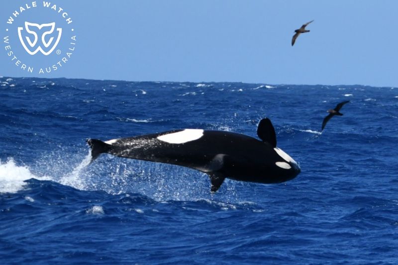 Whale Watch Western Australia