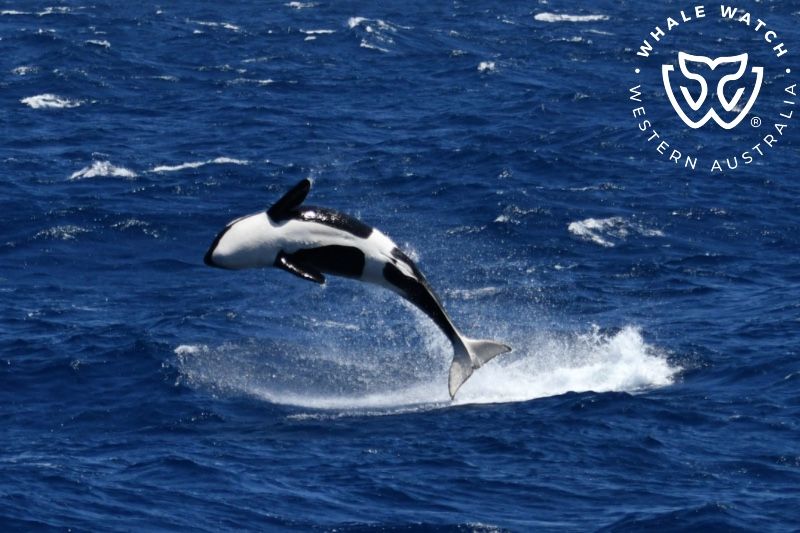 Whale Watch Western Australia