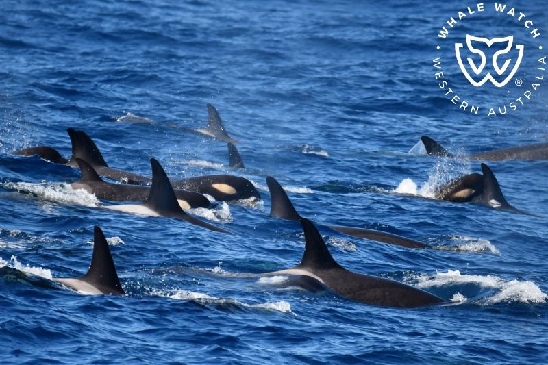 Whale Watch Western Australia