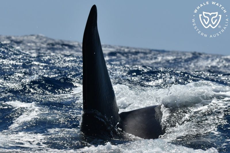Whale Watch Western Australia