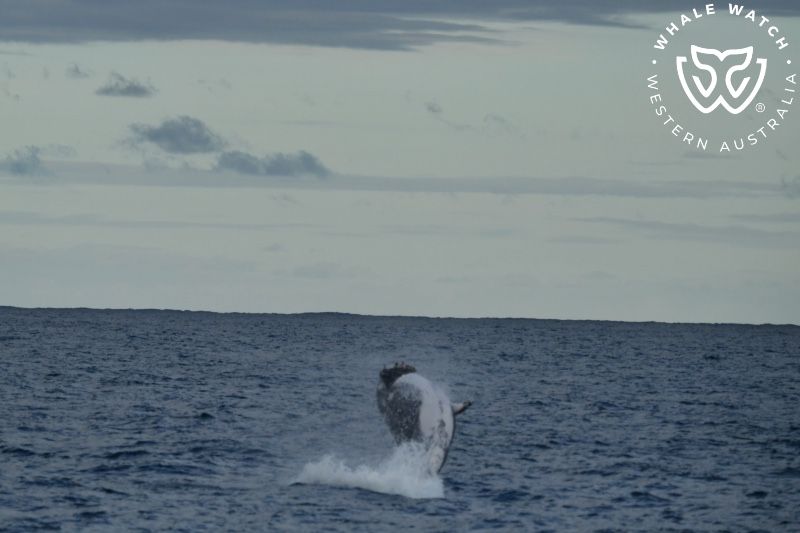 Whale Watch Western Australia
