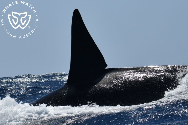Whale Watch Western Australia
