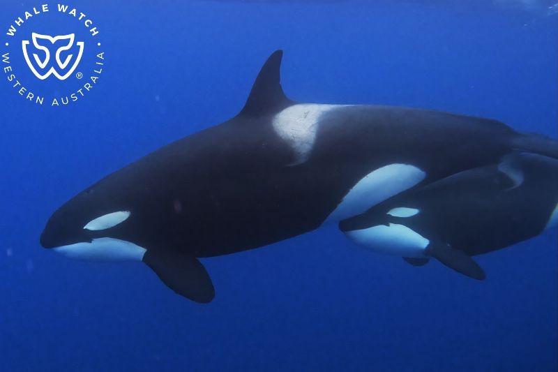 Whale Watch Western Australia
