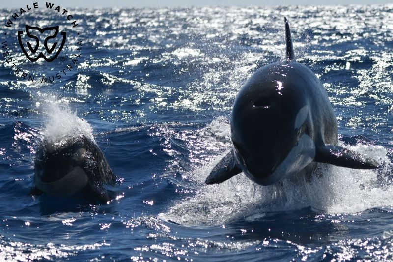 Whale Watch Western Australia