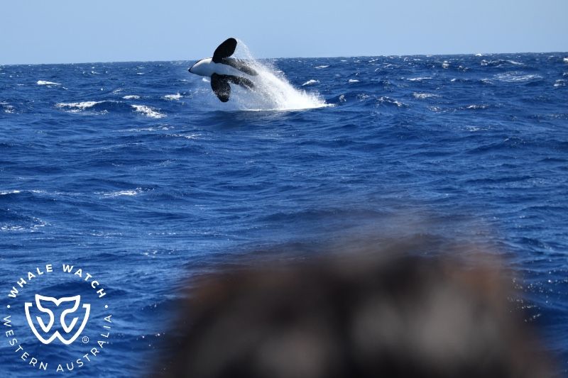 Whale Watch Western Australia
