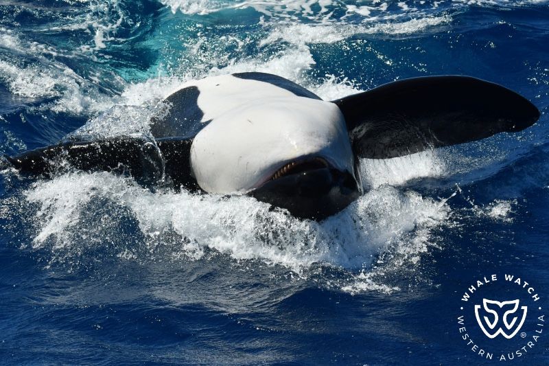 Whale Watch Western Australia