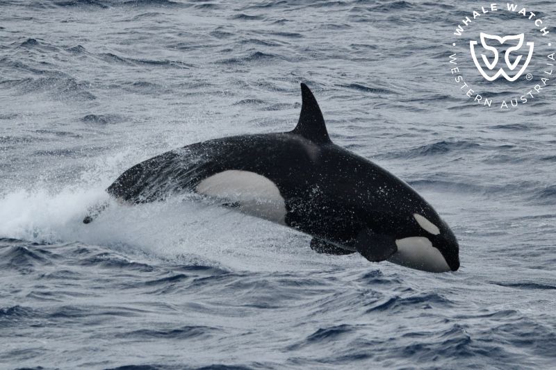 Whale Watch Western Australia