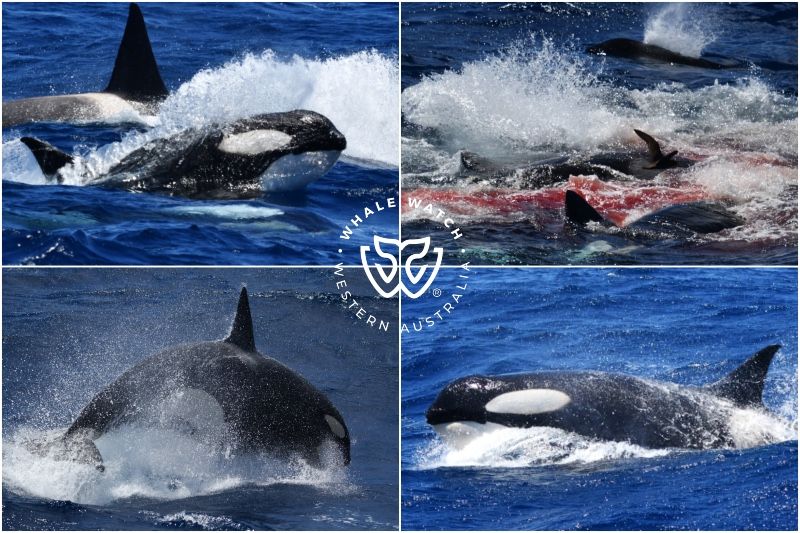 Whale Watch Western Australia