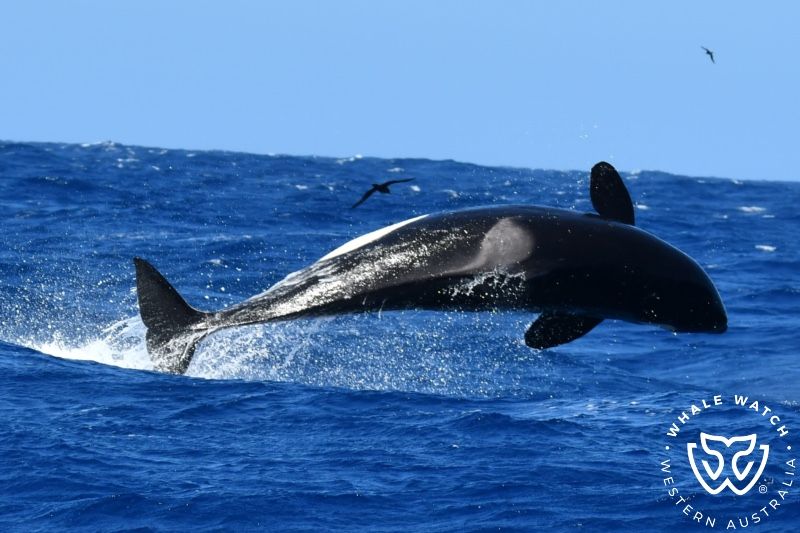 Whale Watch Western Australia