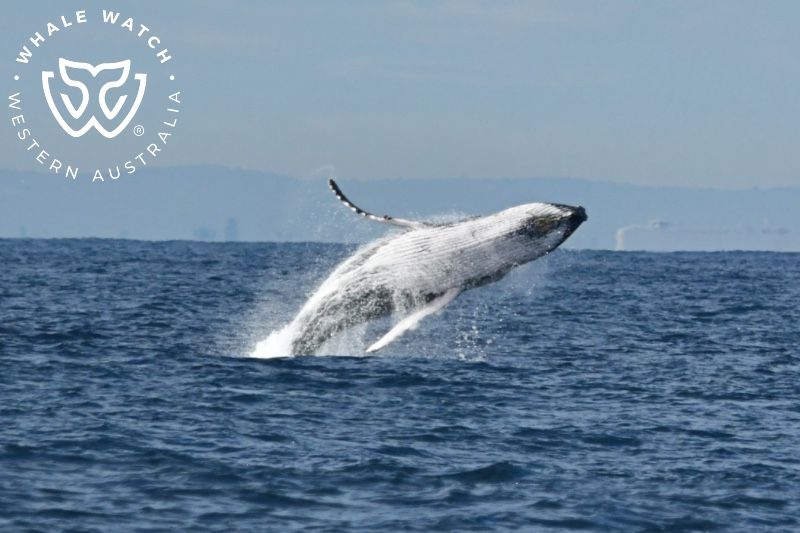 Whale Watch Western Australia