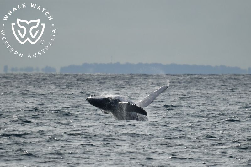 Whale Watch Western Australia