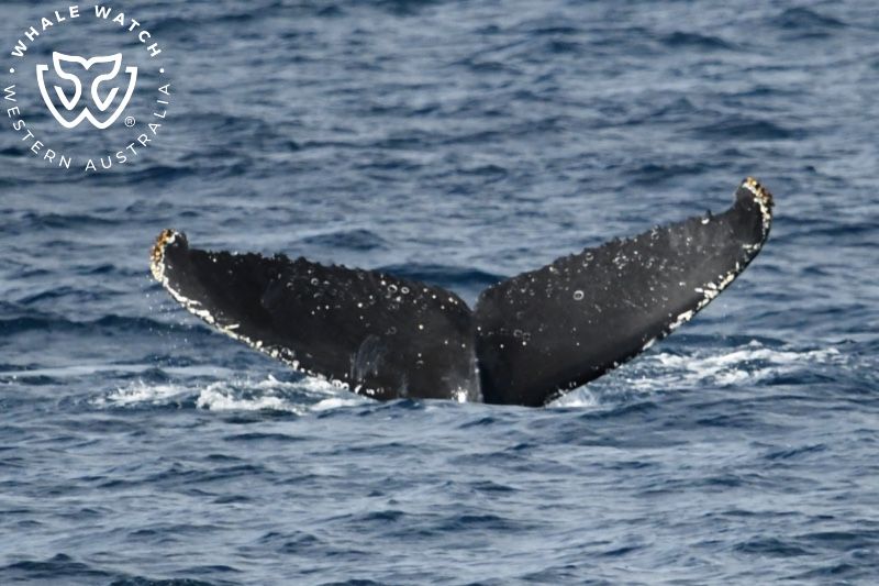 Whale Watch Western Australia