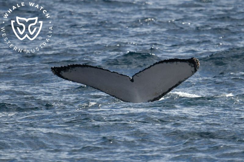 Whale Watch Western Australia