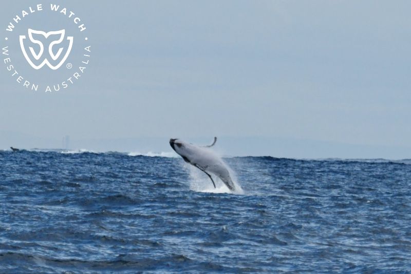 Whale Watch Western Australia