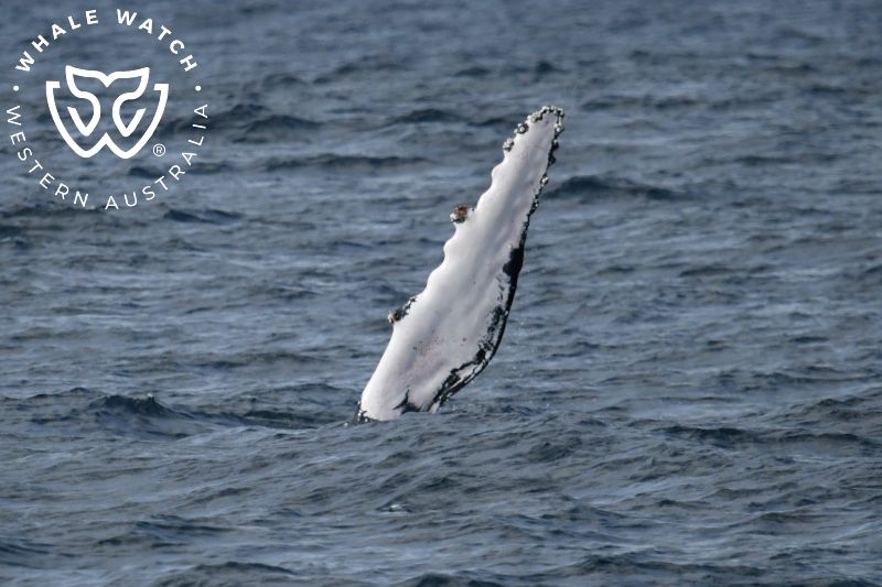 Whale Watch Western Australia