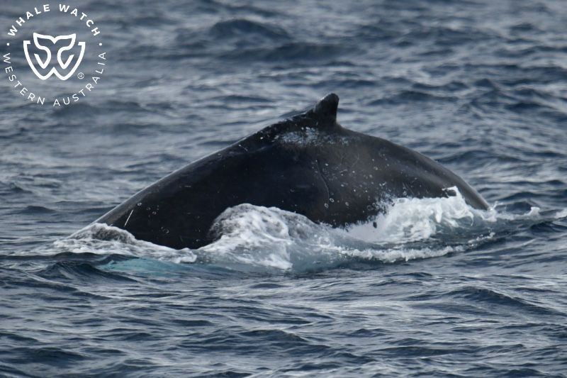 Whale Watch Western Australia