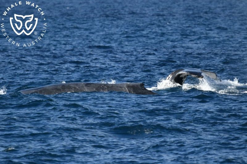 Whale Watch Western Australia