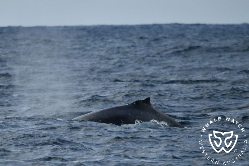 Whale Watch Western Australia
