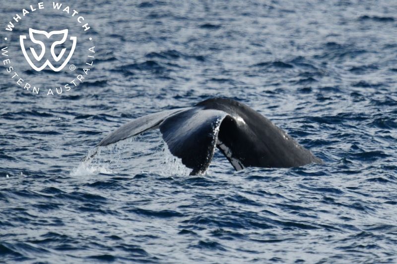 Whale Watch Western Australia