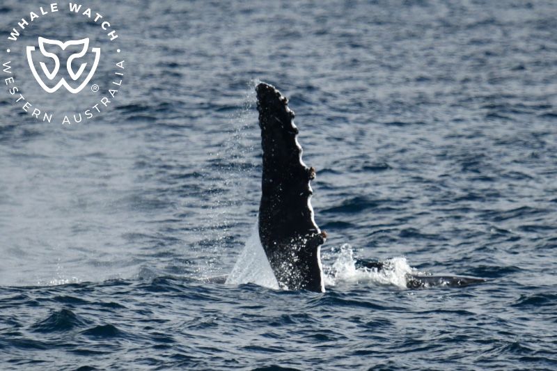 Whale Watch Western Australia