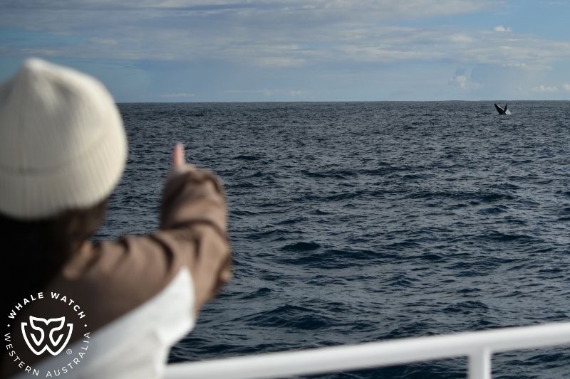 Whale Watch Western Australia