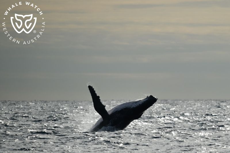 Whale Watch Western Australia