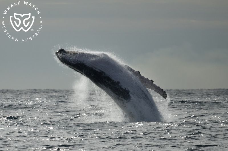 Whale Watch Western Australia