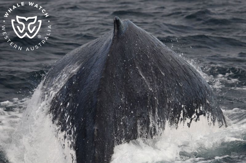 Whale Watch Western Australia