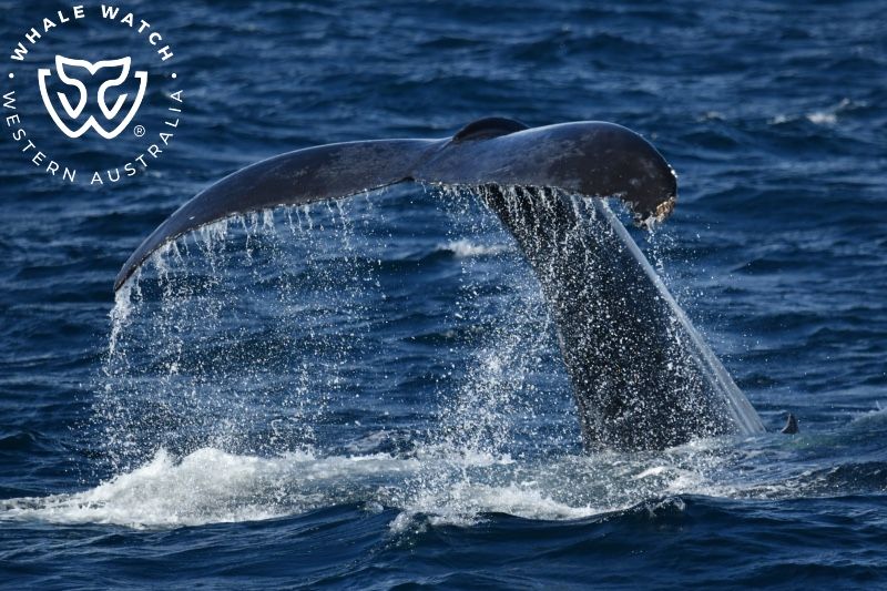 Whale Watch Western Australia